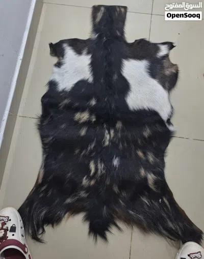 جلود ماعزو بقر 2