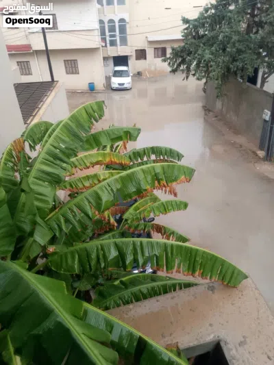 متاح شقه كبيره في الفرناج شارع واسع جيران ربي يبارك جميع الخدمات بي قرب من جزيرة الفرناج وزناته 3
