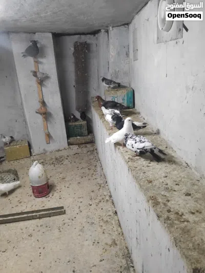 حمام نظيف منوع 3
