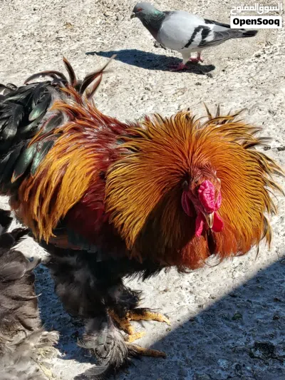 ديك براهما 2