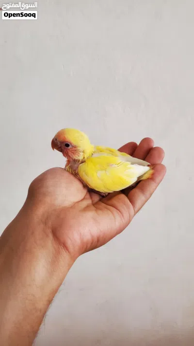 فرخ روز تأكيل يدوي 2