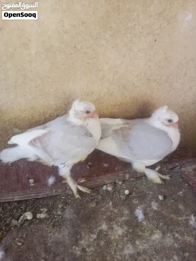 زوج مع افراخهن حاليا مبيضات ب50 3