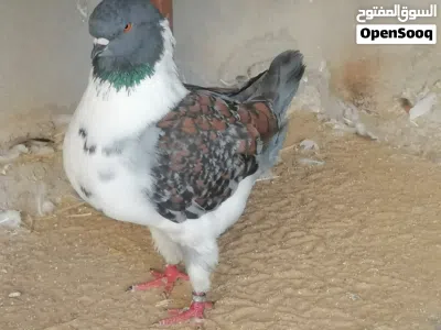 جنغ مودينا قصة كتف 4