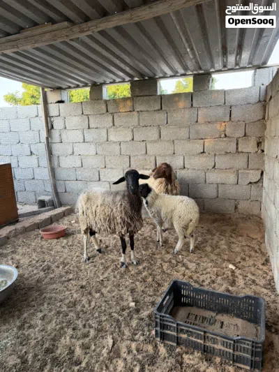 زوز نعجات للبيع 3