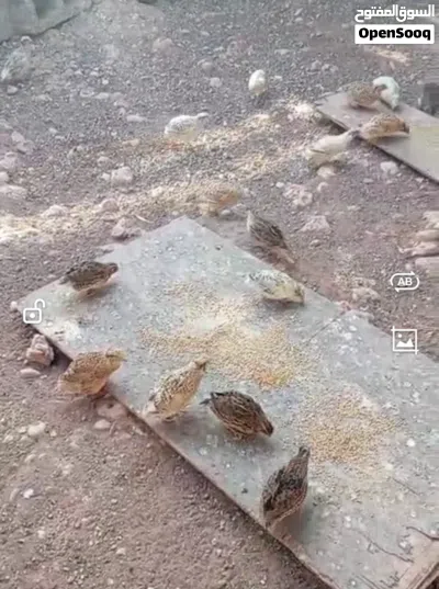 بادجي +سمان الوصف تحت 3