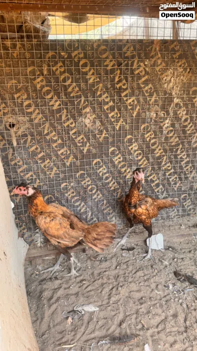ديك و3 دجاجات 4