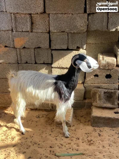 عنز ربي يبارك 2