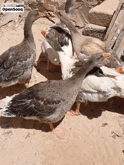 سته وزات مشاء الله 2