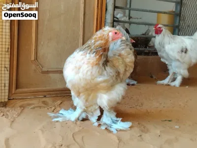 دجاج براهما 4