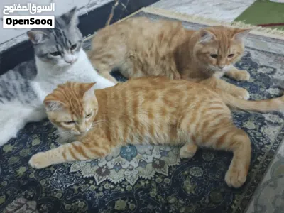 باكيج عائلة قطط كاملة وهادئة جداً (الأم مع 3 جهال وأغراضهم) 3
