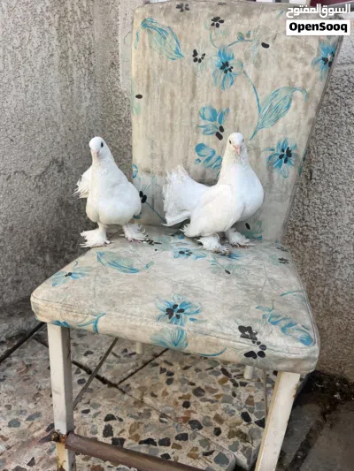 طيور هندوايات مستوى جيد 2