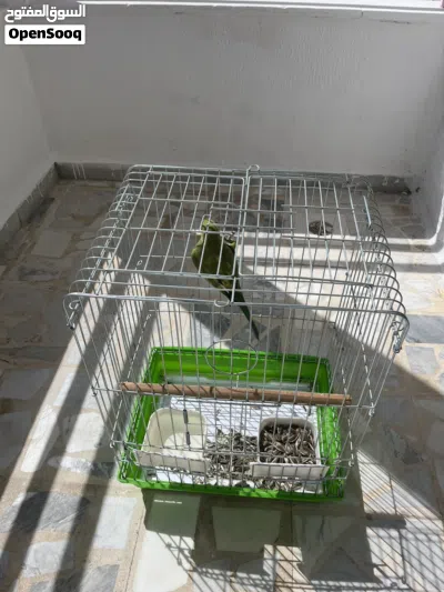 ببغاء درة اليف 4