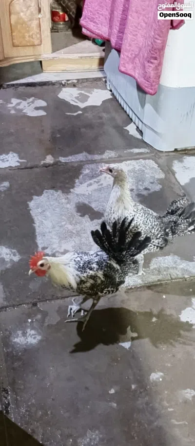 ديج ودجاجه فيومي فضي 3