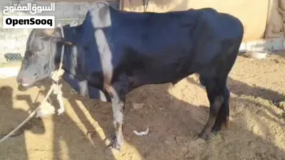 السلام عليكم ورحمه الله وبركاته اعزائي الكرام يتوفر لدينا عجل عماني البيع ....................... 2