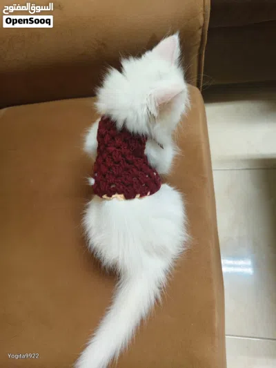 Cat for Sale only 45 OMR. 4