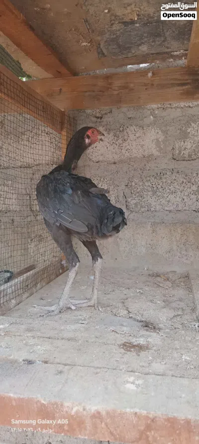 دجاج باكستاني للبيع 2