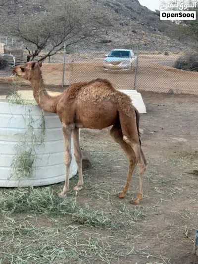 حاشي للبيع 2