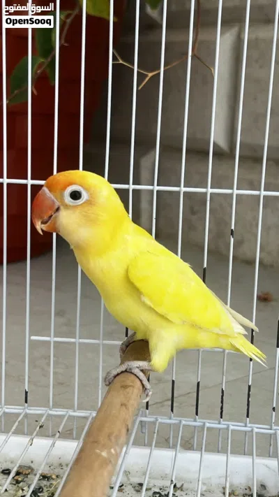 انثى فيشر بار بلو اينو 2