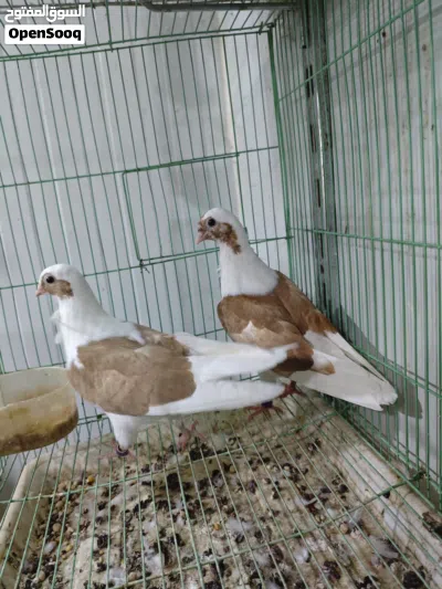 زوج حمام زينه ارافل بصفر مخاليف 4
