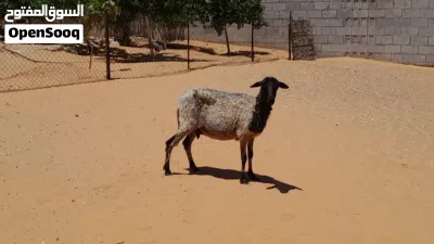نعجه وطنيه الله يبارك عشره بادن الله ضرعها سليم سليمه من الامراض سنها تاني جمع سنون صحاح.. 2