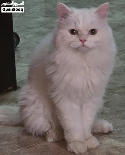 مطلوب قط ذكر ينادي ويطلب للتزاوج ( شيرازي او سكوتش) شوف الوصف 2