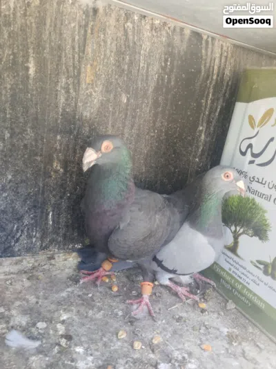 سبع جواز حمام و18 فرخ بواقي 4