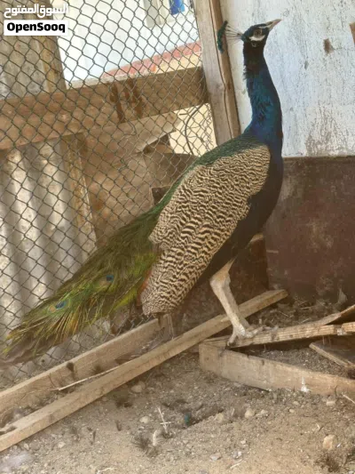 للبيع طاووس 2
