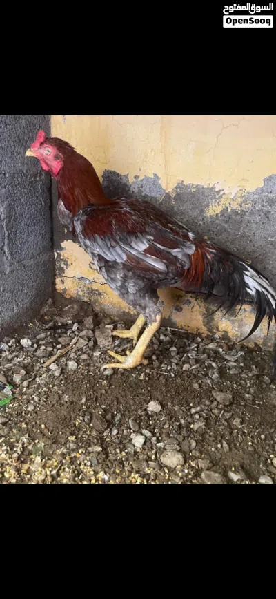 البيع دياكه بكستانيات واحد ميوالي وثنين بنجابي الي يله رغبه يتفضل 4