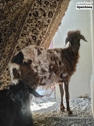 جاعده مكرانيه 2