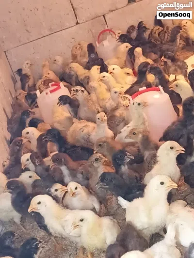 صوص دجاج بلدي 4