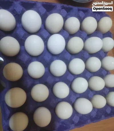 لأهالي الجبل الأخضر فقط 2