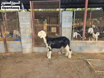 كبش نجدي اصلي بدون تهجين العمر 4 شهور لحد 5 شهور 4