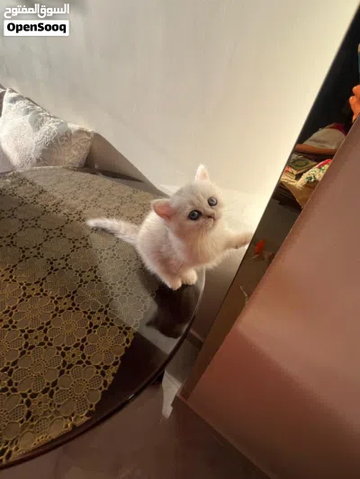 بنات اسكوتش 4