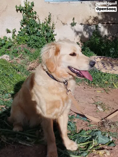 كلب جولدن انثى العمر سنه وكم شهر 4