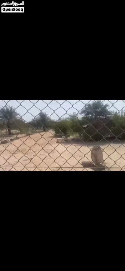 للبيع مزرعه فى الباهيه الجديده فيها سكن عمال ومسوره بشبك بالقرب من الشارع 2