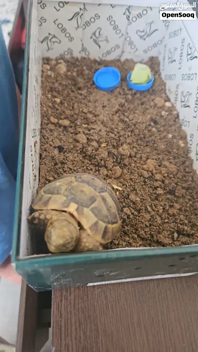 سلحفاة يونانيه صغيره مع جميع ملحقاتها 25 ريال baby tortoise for sale with all its belongings 25 omr 2