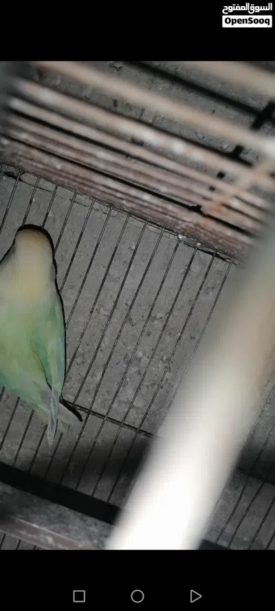 جوز روز سوبر جامبو 2