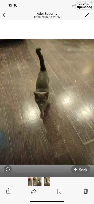 British short hair cat 2