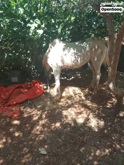 فرس للبيع بسعرحرق 3