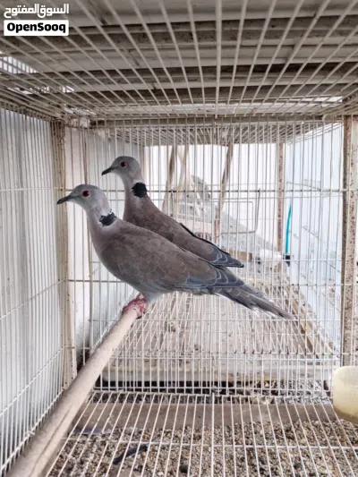 للبيع طبه دوف افريقي 2