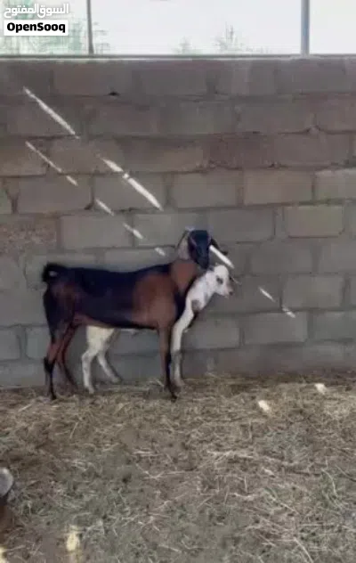 شاه تحتها تيس 2