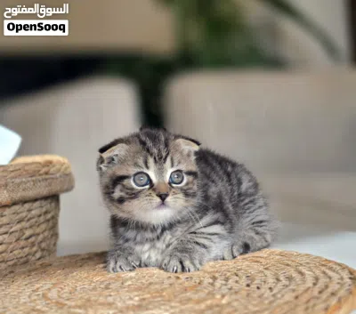 amazing cute Scottish fold short hair tabby 2