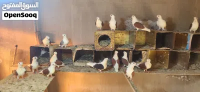 متاح جواز كلوت الماني للبيع 2