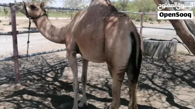ناجه طيبه للبيع 3