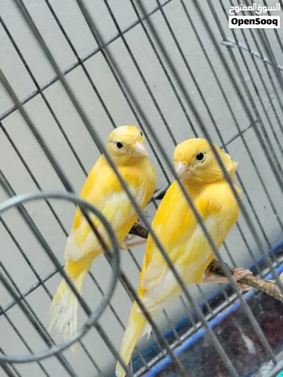 جوز كنار ما شاء الله 2