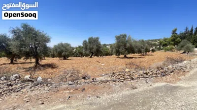قطعه ارض للبيع ابو حاطوم10 دونم مفروز تصلح للسكن او مزرعه يوجد فيها 75شجره زيتون و يوجد تين و خوخ 4
