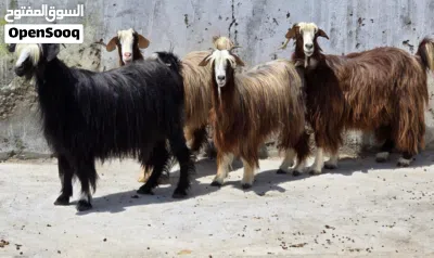 للبيع غنم من حلال بني سعيد حلال طيب وعشر 2
