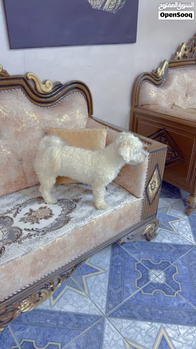 نثية مالتيز للبيع 4