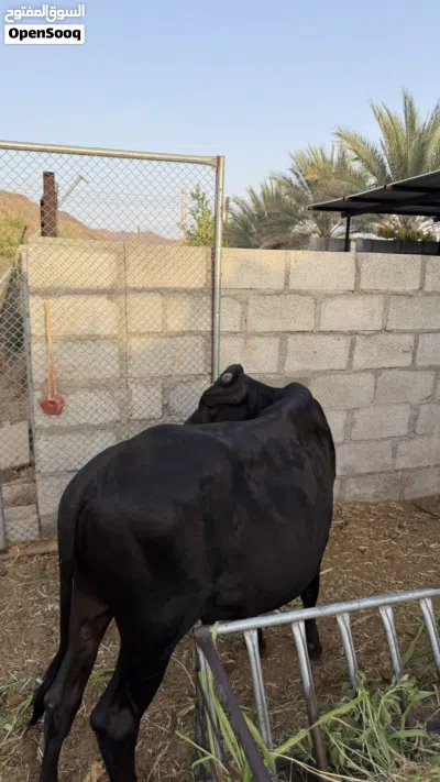عجل ظفاري 2