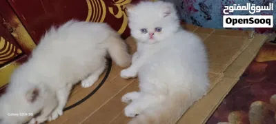 هملايا اورنج بوينت 3